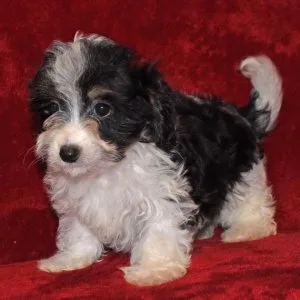 Yorkie puppy for Sale