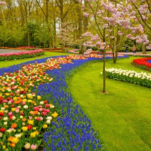 Professional garden designs drawing and ideas