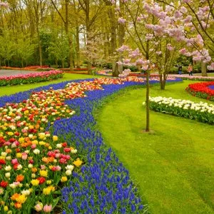 Professional garden designs drawing and ideas