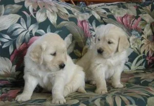 ONLY 1 Boy and 1 Girl LEFTGolden Retriever Puppies For Sale.