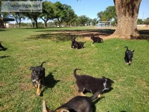 German Shepherd Mix pups