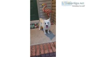 American Eskimo-Rosie-Female