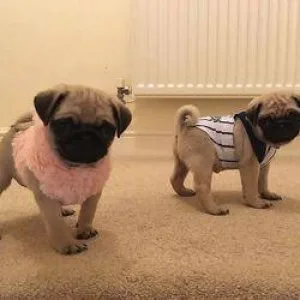 Super Adorable French Bulldog Puppies.