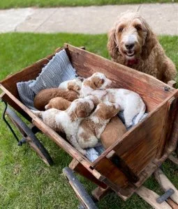 F1b Mid-Size Goldendoodle Puppies