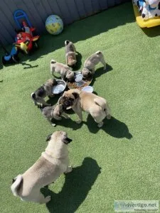 PUG PUPPIES 10 weeks old READY TO GO
