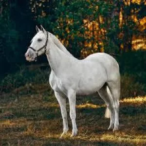 Horse sheath cleaning
