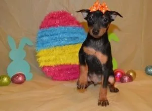 Beautiful K.c Black and Tan Miniature Pinscher Pups