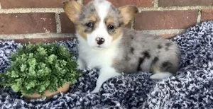 Cassie - Welsh Corgi (Pembroke) Puppy for Sale in