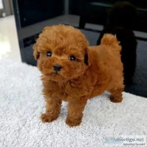 Beautiful microchipped toy poodle pups