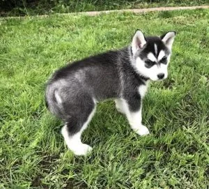 Siberian husky puppies for sale