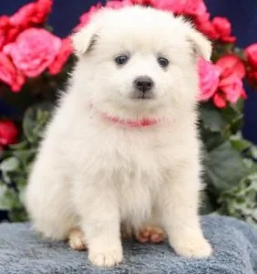 Dexter - American Eskimo Puppy for Sale in Dulles VA