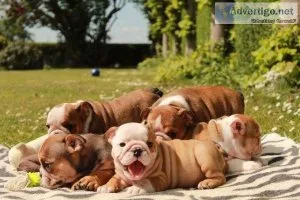 KC REGISTERED QUALITY BULLDOG PUPPIES
