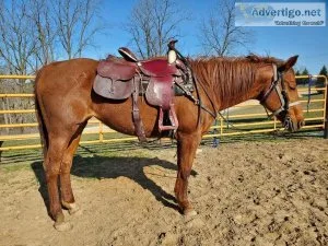 All around broke to ride horse