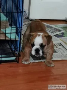 AMAZING Upto Date PupsEnglish Bulldog Puppies1 Boy and 1 Girl Fo