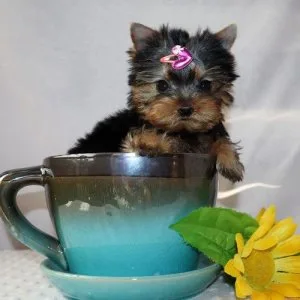 2 girls left Yorkshire terrier puppies Yorkie