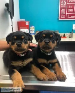 Full German Rottweilers