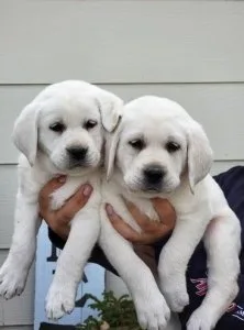 Only 1 Boy and 1 Girl Left Beautiful Labrador Retriever Puppies 