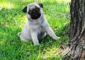 AKC Registered Black and Fawn Pug Puppies For Sale.