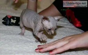 Active Fully vaccinated GCCF and TICA Reg Sphynx Kittens for sal