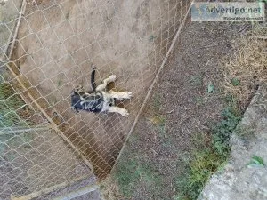 3 Beautiful akc German Shepherd Puppies for Sale