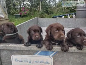 Excellent quality AKC litter chocolate Labrador puppies