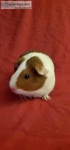 Guinea pig