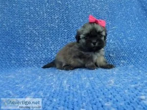 Adorable Malshih Puppies
