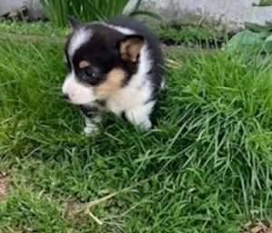 Similar Welsh Corgi (Pembroke) Puppies