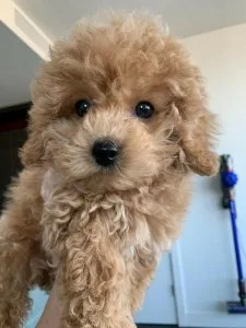 Light Apricot Poodle Puppies