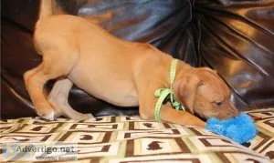 Absolutely AKc Reg Vizsla Puppies Puppies For Sale.
