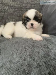 READY TO LEAVE BEAUTIFUL SHIH TZU