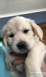 3 Golden Retriever Female Puppies