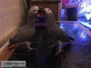 Two Beautiful Hand Reared African Grey Parrot and Cage For Sale.