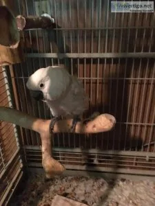 27 year old umbrella cockatoo lookingfor a new home she is lovea