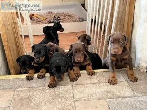 Mixed litter of beautiful Doberman puppies