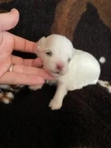Male Maltese puppies