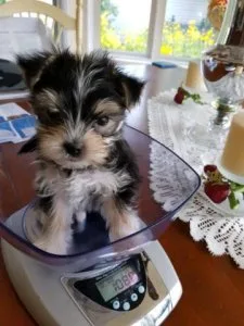 3 Gorgeous Merle Morkie puppy - Toy size