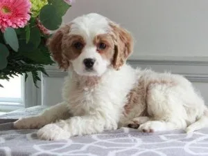 Pra Clear Teddy Bear Cavapoo Puppies For Good Homes