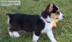 Welsh Pembroke Corgi Puppies For Sale.