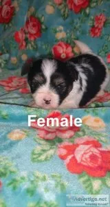 Yorkie- Poms For Sale
