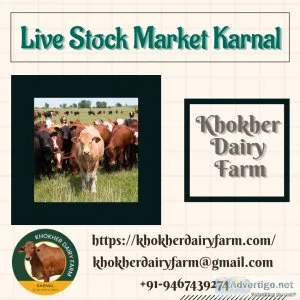 Live Stock Market Karnal  Khokher Dairy Farm