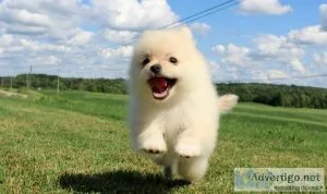 Pomeranian Puppies For Sale