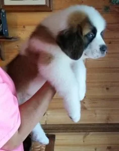 Gorgeous St Bernard Puppies GirlsBoys For Sale11 Weeks