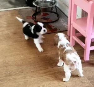 EXTREMELY GORGEOUS PUPS READY NOW1 Dog and 1 Bitch Cavalier King