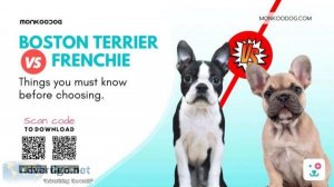 Boston Terrier Vs French Bulldog Must Know Before Choosing