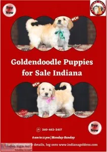 Goldendoodle Puppies for Sale Indiana- Buy now