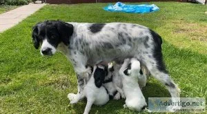 Springer Spaniel Puppies for Sale