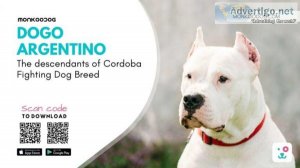 Dogo Argentino The Descendants Of Cordoba Fighting Dog Breed
