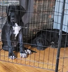 Mastiff and great dane puppies for sale