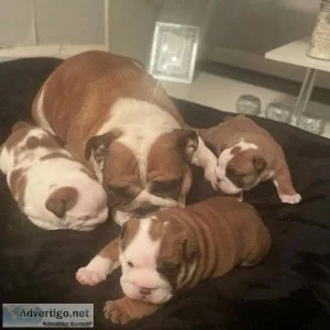 REDUCED Beautiful chuncky champion bloodline bulldogs